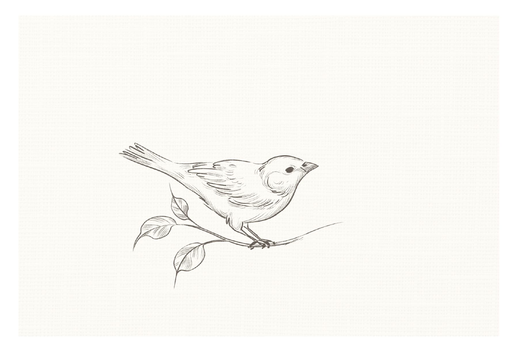 sketched bird