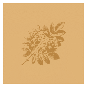 Leaf Imprint 1