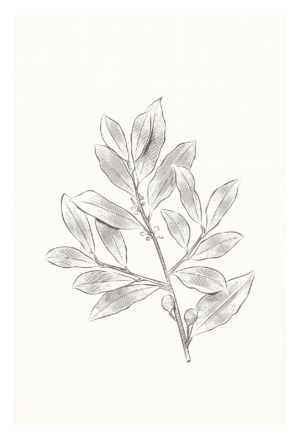 Linen Laurel Etching by Minted Prints Studio