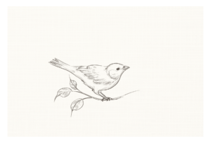 sketched bird