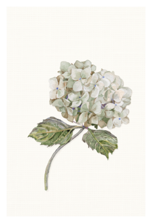 Single Hydrangea by Minted Prints Studio
